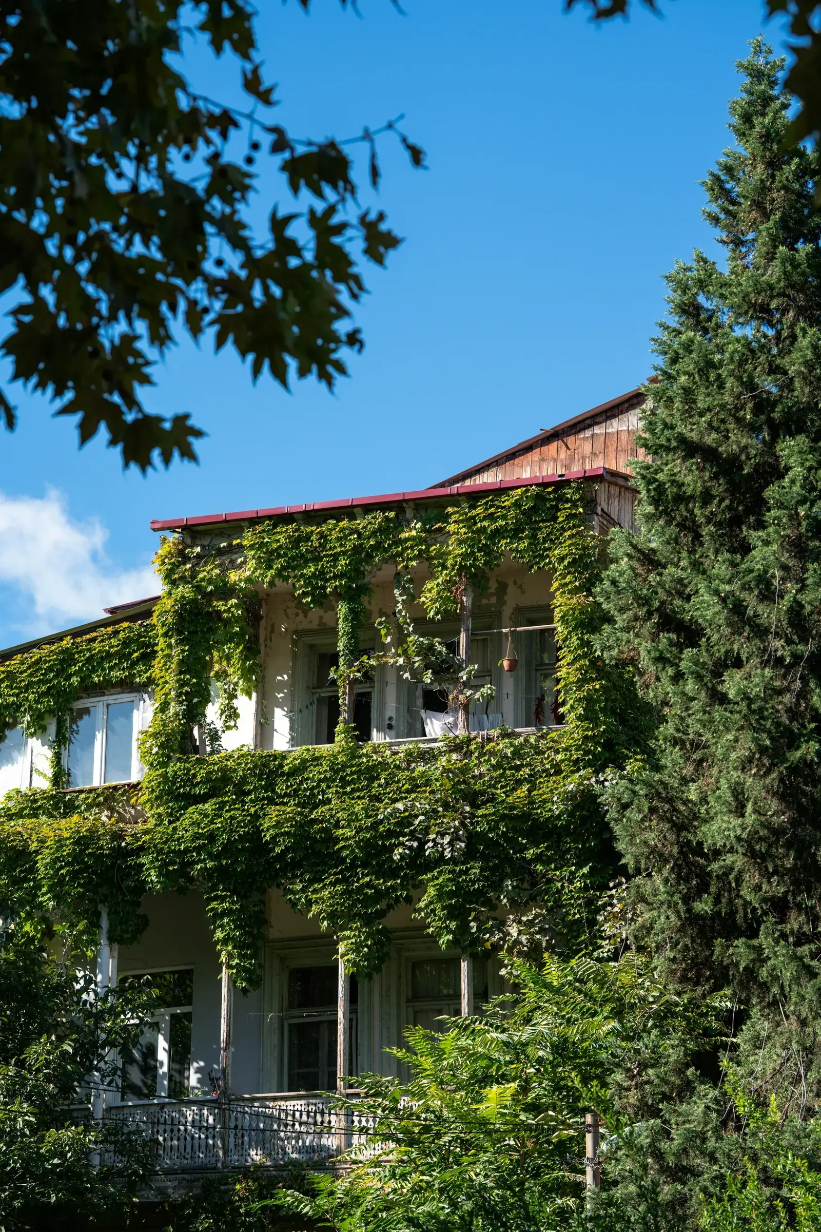 A traditional Georgian house in Kutaisi covered in climbing vines with a wooden balcony