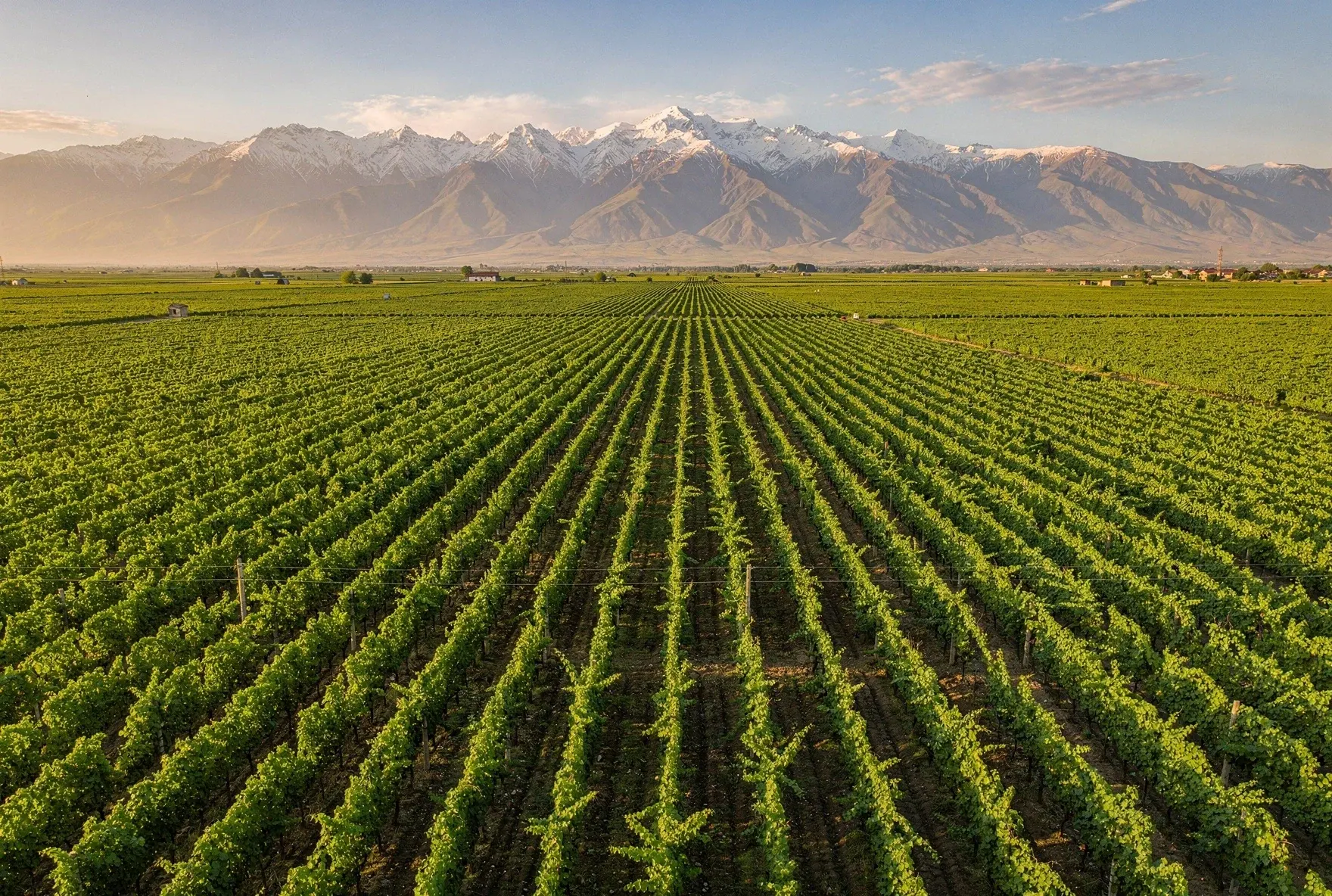 Vineyard rows stretching toward snow-capped Caucasus mountains in golden hour light